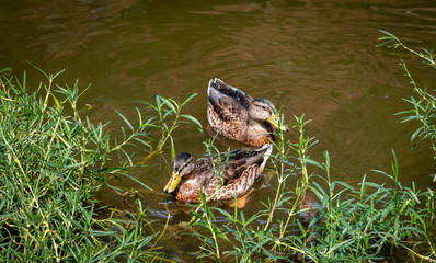 Juvenile Mallard Ducks swimming in the reeds at lake Acworth in Georgia.