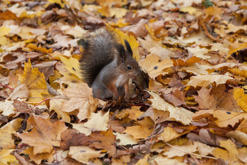 little squirrel sitting in leaves in an autumn park