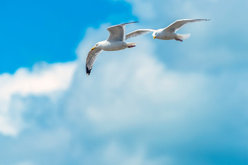 A lead seagull high above the beach at Pendine Sands, Wales in the summertime