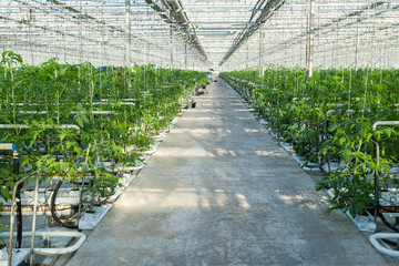 large glass industrial greenhouse for growing tomatoes