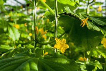 Blooming cucumber bushes inside a large glass industrial greenhouse