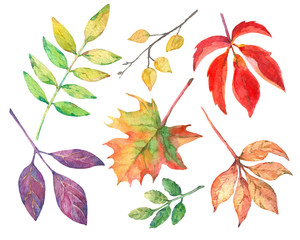 Watercolor set of autumn leaves. - 374008202