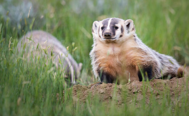 Badger young