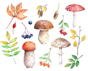 Watercolor set of autumn elements - mushrooms, leaves and berries. - 374008489