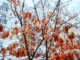 A white-orange building with balconies and a triangular roof peeps through the branches of a tree with dry leaves slightly covered with snow