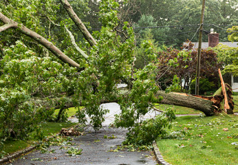 Fallen tree takes wires down with it during storm