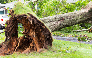 Close up of bottom of broken tree with roots up in the air