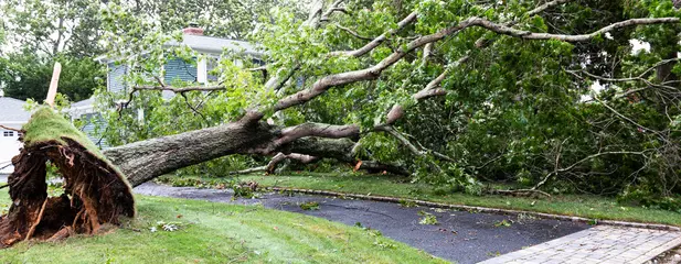 Gordijnen Horizontal view of tree that fell over driveway and wires during a tropial storm © coachwood