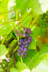 .A bunch of grapes on a branch in a country house in the village