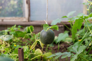 A Small green unripe watermelon with roots