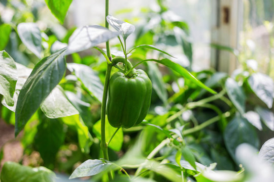 Growing peppers in a greenhouse, unripe peppers grow