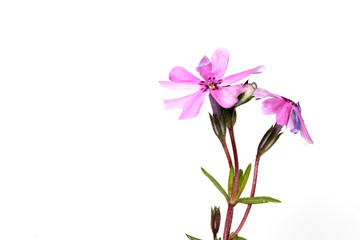 Naklejka na ściany i meble Close up shot of pink annual flowers isolated