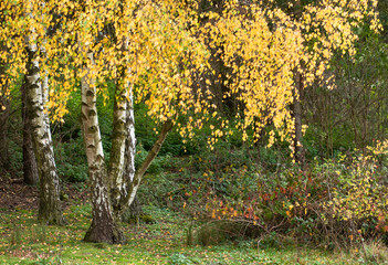Common birch, silver birch, European white birch (Betula pendula), in Worcs, UK, during autumn