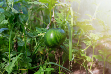Small watermelon melon in a greenhouse on a branch