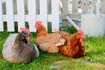 Three happy free range pet chickens sitting by a white garden fence 