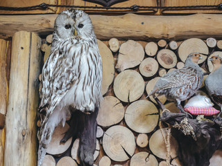 A stuffed owl hangs on a log wall next to a stuffed partridge in a nest.