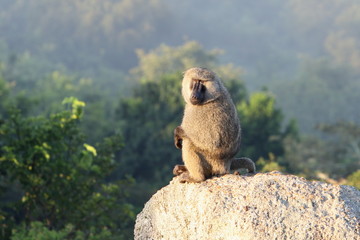Baboon sitting on a rock