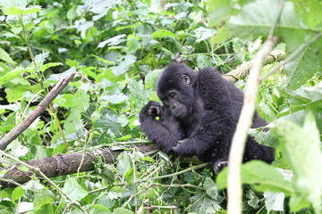 Young gorilla in the jungle
