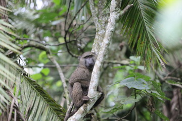 Baboon sitting in a tree