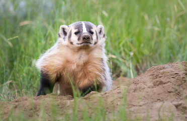 Obraz premium Badger young