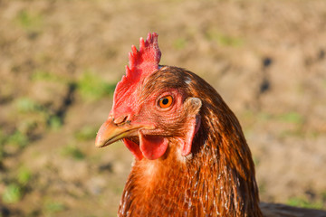 Close up of the head of a brown egg laying free range rhode island red chicken