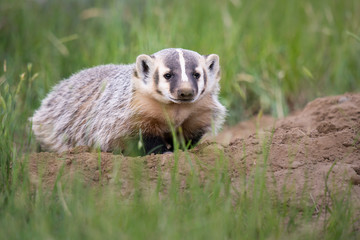 Badger young