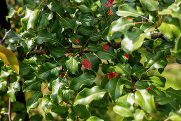 Affected by the fungal disease Gymnosporangium sabinae pear