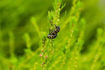 Pequeños insectos posados sobre una planta. Fotografía macro de insectos.