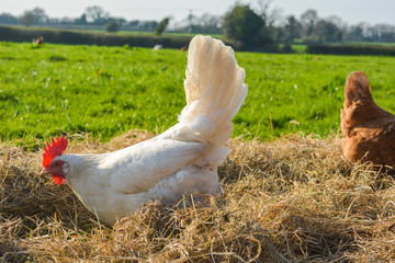 Cute free range white leghorn chicken foraging in the hay in a field at a farm