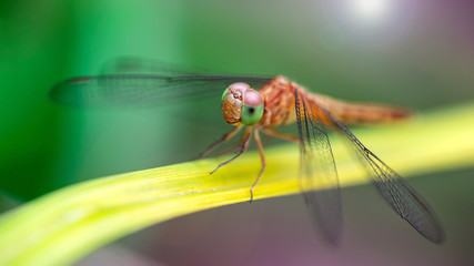 colorful dragonfly on a blade of grass, macro photo of this elegant and fragile predator with wide wings and giant eyes, nature scene in a pond in the tropical island of Thailand
