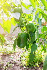 Growing peppers in a greenhouse, unripe peppers grow