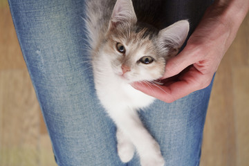 Cute little colored kitten lies on the lap of a girl and looks at the camera, top view.