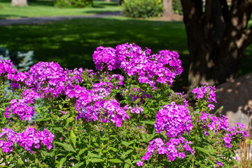 Close up texture view of a sunny garden of bright purple garden phlox (phlox paniculata)
