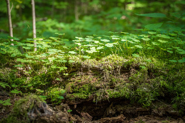 Clover plants growing on decomposing mossy tree, the circle of life