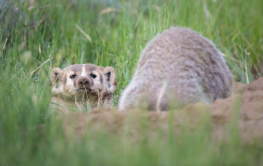 Badger young