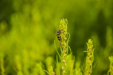 Pequeños insectos posados sobre una planta. Fotografía macro de insectos.