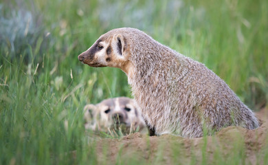 Badger young
