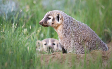 Badger young