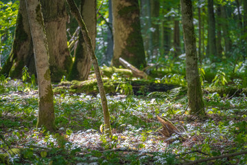 Primeval forest floor of untouched biosphere
