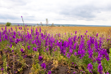 Vivid purple wildflowers on the outskirts of a wheat field.