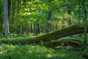 Obraz premium Close up on fallen tree and moss growing on it, ancient forest, Poland