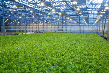 Fototapeta na wymiar Huge glass industrial greenhouse full of fresh green salad