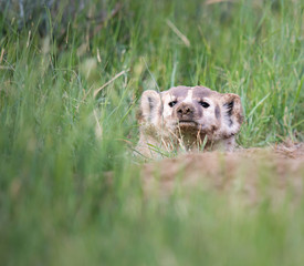 Badger young