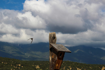 Coming home to nest, violet green swallows in Colorado 