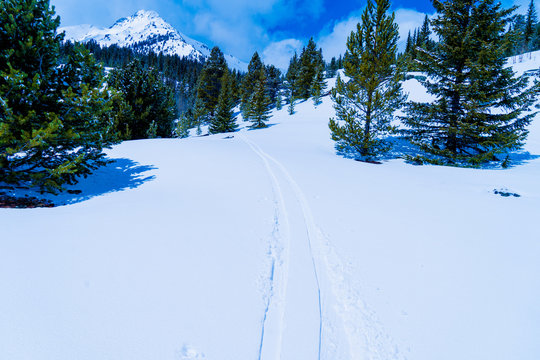 Winter skin track near Steamboat