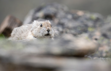 Endangered pika