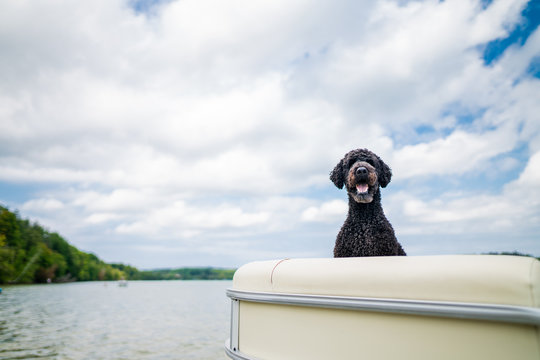 Black Standard Poodle Dog in a Boat on a Lake in summer