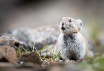 Endangered pika