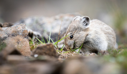 Endangered pika
