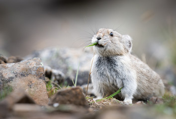 Endangered pika